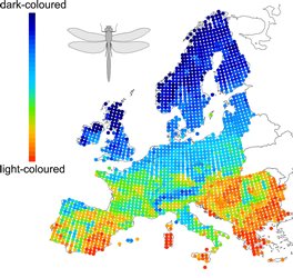 Distribution of dragonflies 
