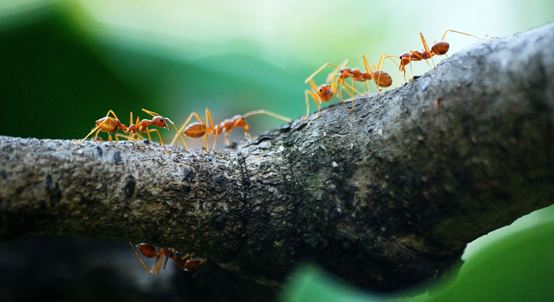 myrer der kravler på en gren