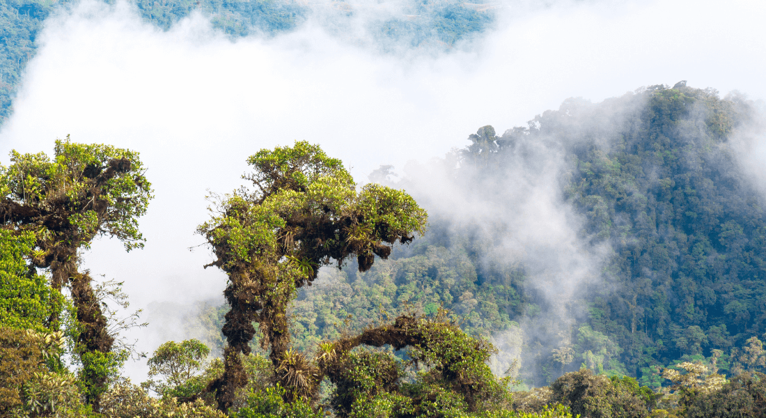 Mountain rainforest in Ecuador