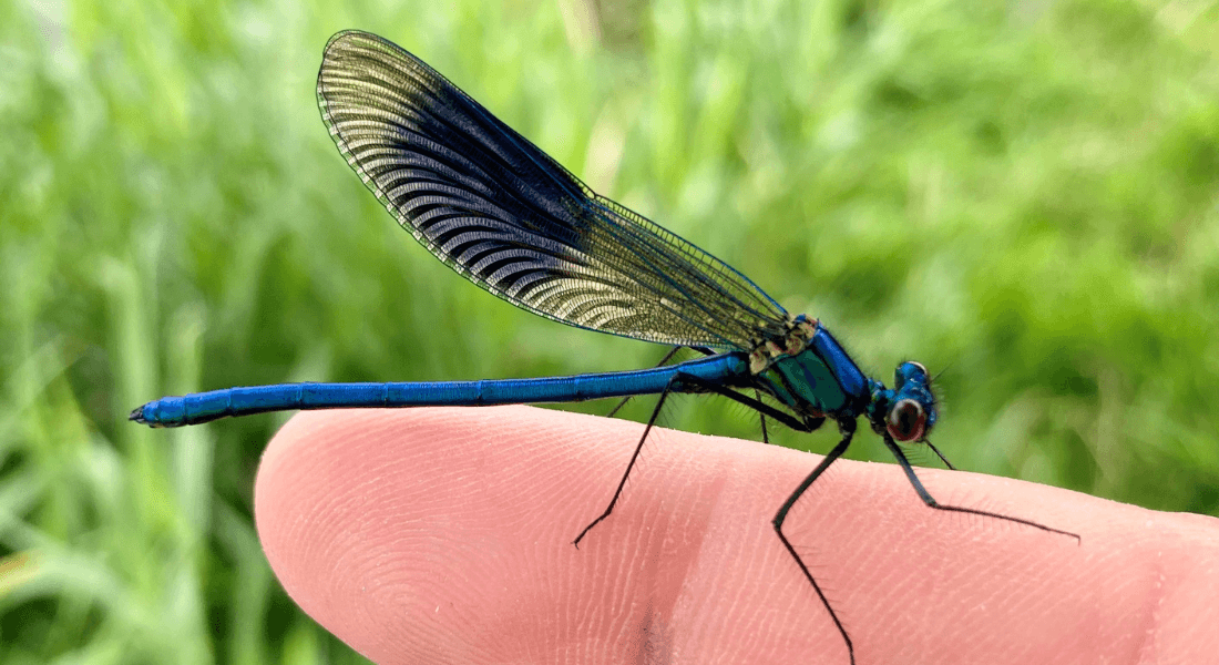 Damselfly on finger.