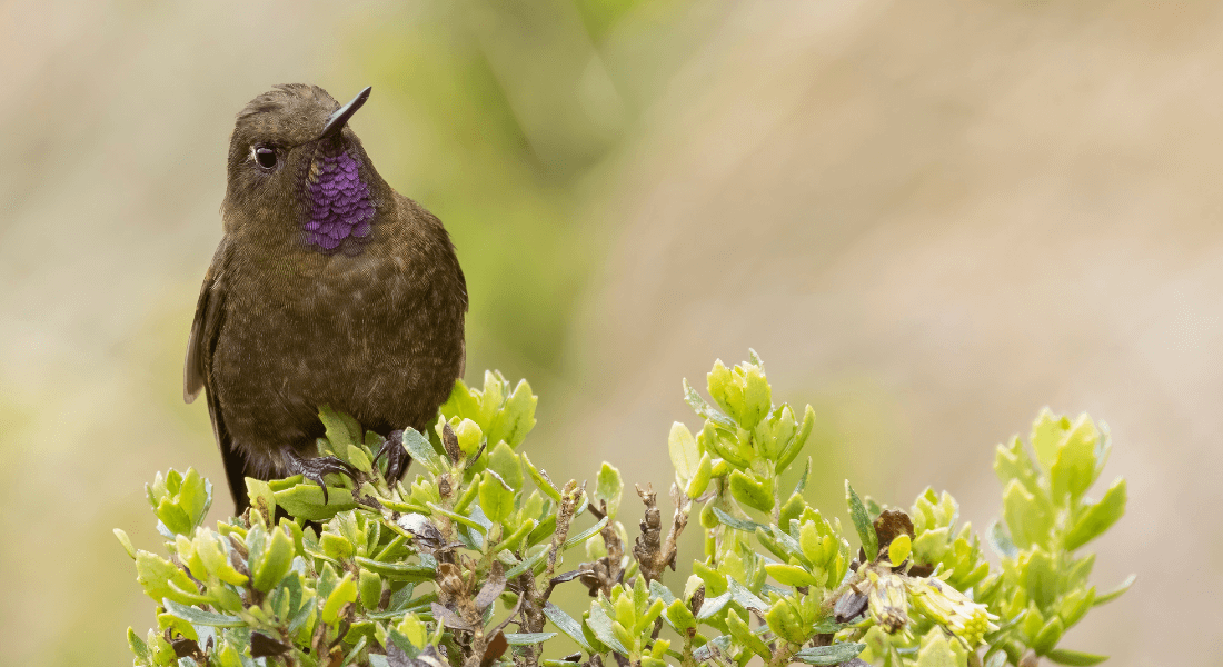 Hummingbird on branch