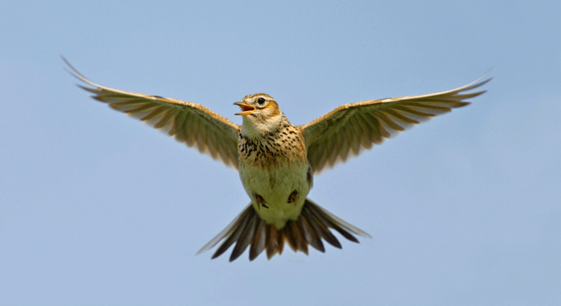 A skylark hovering in the air