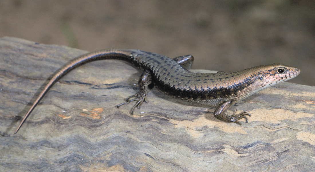 Close-up photo of a grey-brown skink Close-up photo of a grey-brown skink
