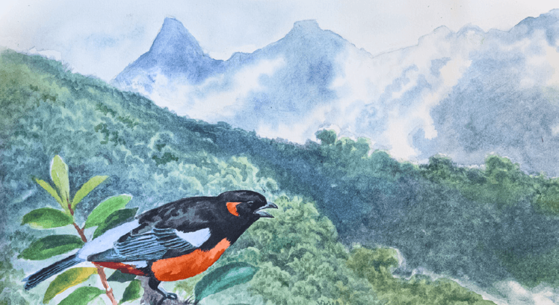 Illustration of a bird in a humid cloud forest
