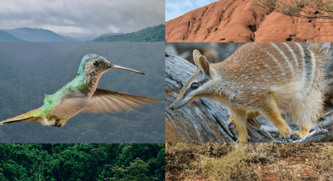 Joint PhD Scholarships on macroecology and biodiversity conservation now open for applications