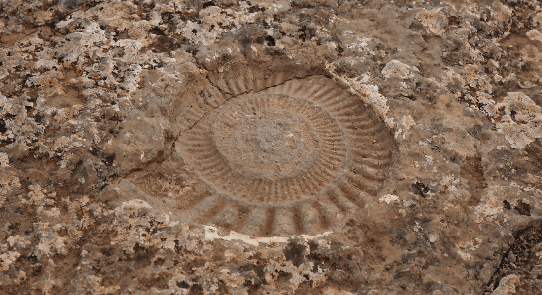Ammonite casting 