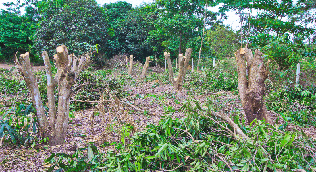 Deforestation of tropical forest showing bare land with stubs.