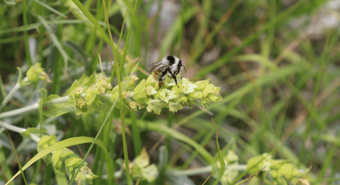 Bumblebee on an ironwort plant in Greece.