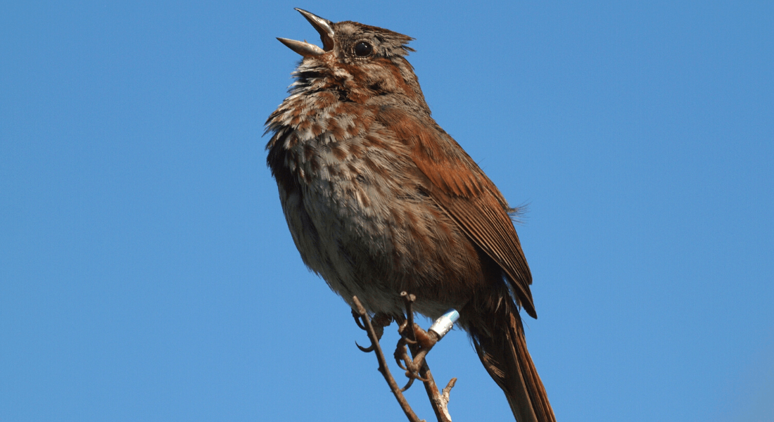 Close-up photo of a dark brown song sparrow with a clear blue sky as the background