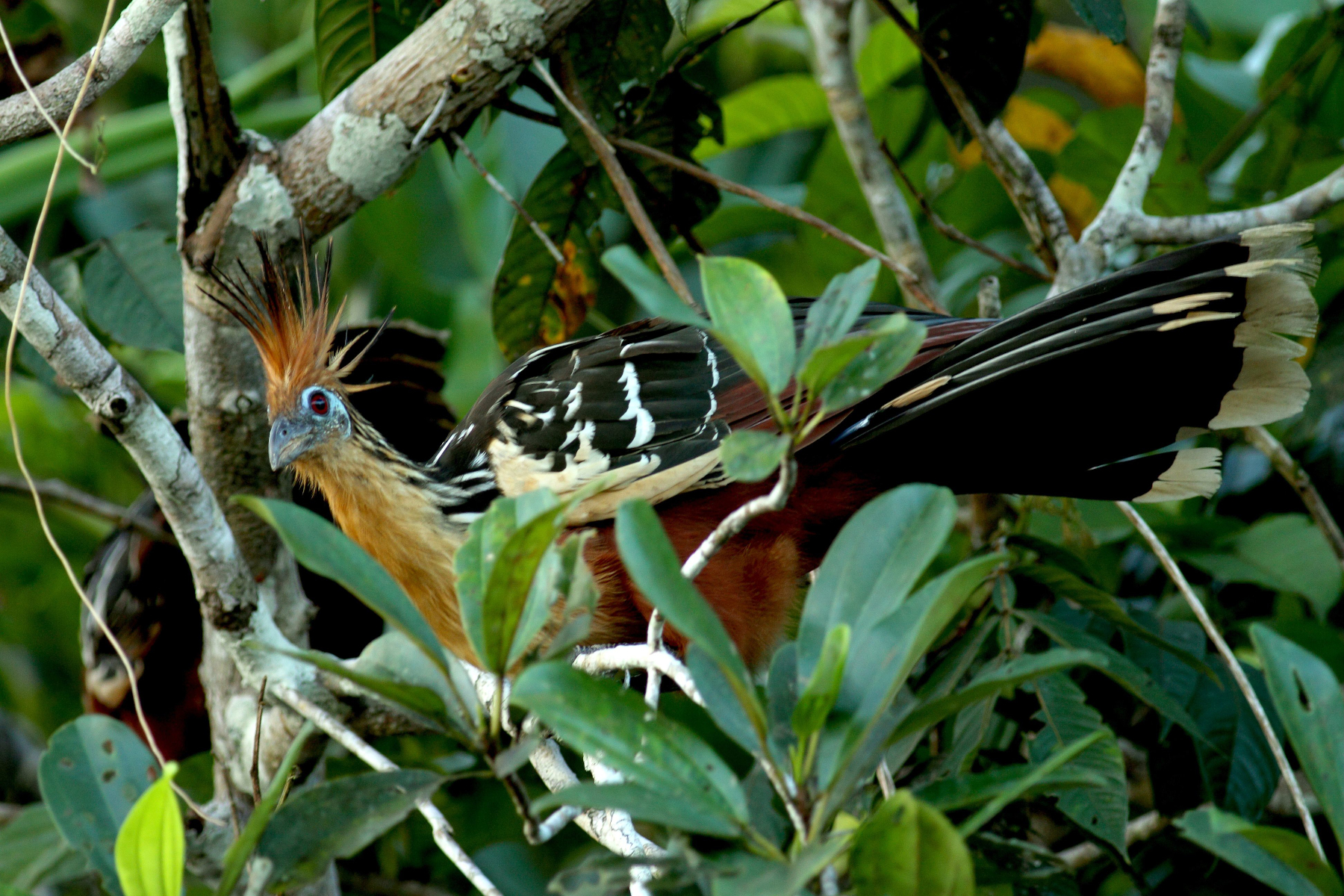 The hoatzin inhabits the moist tropical forests of South America. Photo: Jesper Sonne/CMEC