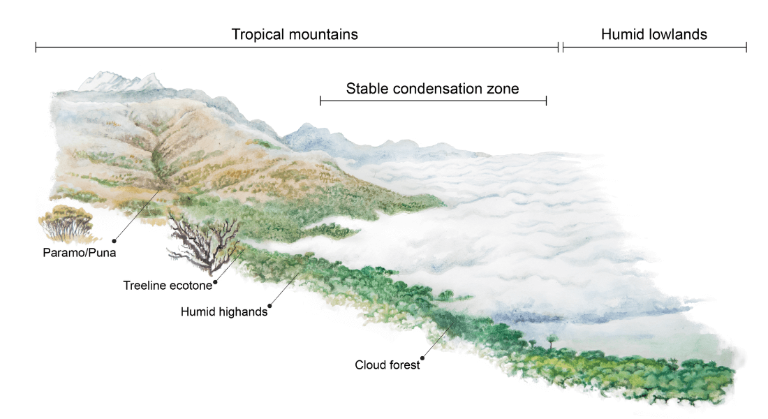 Illustration of tropical mountains