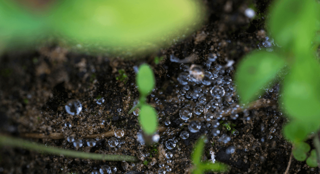 Close-up of forest floor