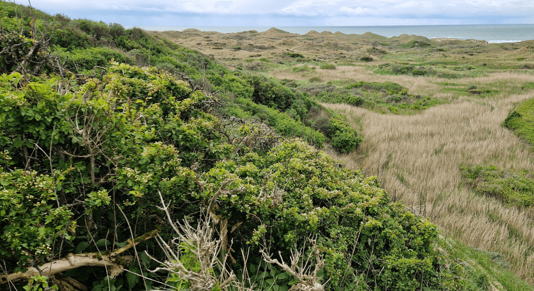 Foto af grønt naturområde